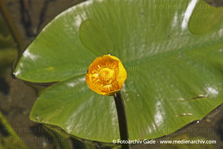 Teichrosen (Nuphar)
Juni 2005. Mecklenburg-Vorpommern, Carwitz. Flora. Pflanzen. Wildblume. Gelbe Teichrose (Nuphar lutea).   Seerosengewächse (Nymphaceae). Höhe: bis 2 m. Blütezeit: Juni bis September. Gelbe Blüten.
Schlüsselwörter: 2005;Flora;Mecklenburg-Vorpommern;Natur;Nuphar;Pflanzen;plants;Seerosengewächs;Teichrosen