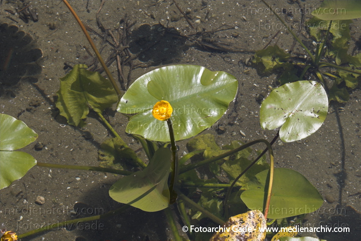 Teichrosen (Nuphar)
Juni 2005. Mecklenburg-Vorpommern, Carwitz. Flora. Pflanzen. Wildblume. Gelbe Teichrose (Nuphar lutea).   Seerosengewächse (Nymphaceae). Höhe: bis 2 m. Blütezeit: Juni bis September. Gelbe Blüten.
Schlüsselwörter: 2005;Flora;Mecklenburg-Vorpommern;Natur;Nuphar;Pflanzen;plants;Seerosengewächs;Teichrosen
