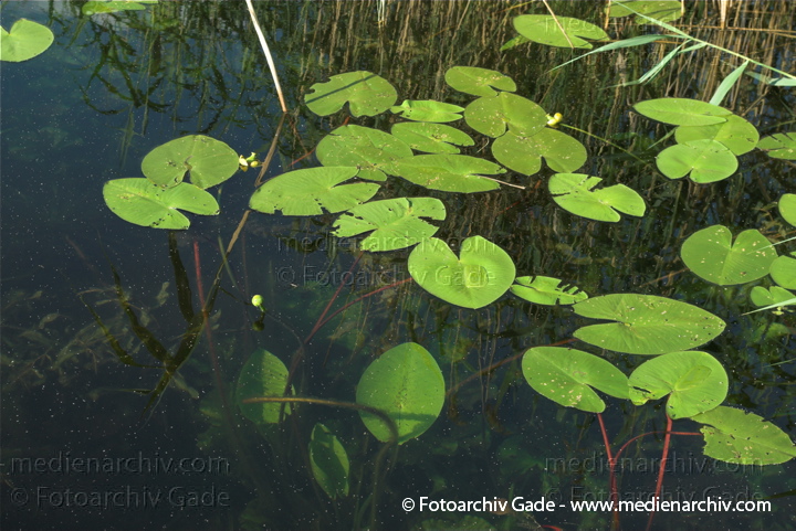 Teichrosen (Nuphar)
7. 7. 2010. Mecklenburg-Vorpommern. Carwitz. Flora. Pflanzen. Wasserpflanzen. Teichrosen
Schlüsselwörter: 2010;Carwitz;Feldberger Seenlandschaft;Flora;Mecklenburg-Vorpommern;Natur;Nuphar;Pflanzen;plants;Seerosen;Seerosengewächs;Teichrosen;Wasserpflanzen