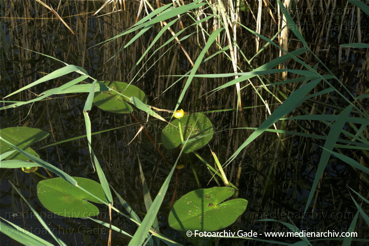 Teichrosen (Nuphar)
7. 7. 2010. Mecklenburg-Vorpommern. Carwitz. Flora. Pflanzen. Wasserpflanzen. Teichrosen
Schlüsselwörter: 2010;Carwitz;Feldberger Seenlandschaft;Flora;Mecklenburg-Vorpommern;Natur;Nuphar;Pflanzen;plants;Seerosen;Seerosengewächs;Teichrosen;Wasserpflanzen