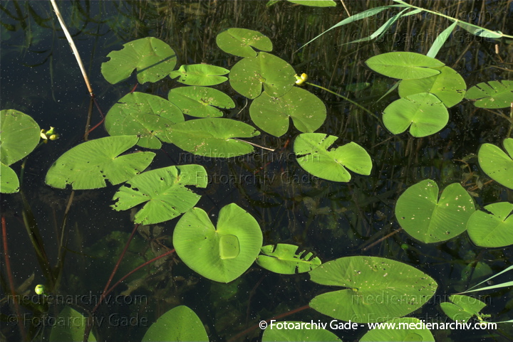 Teichrosen (Nuphar)
7. 7. 2010. Mecklenburg-Vorpommern. Carwitz. Flora. Pflanzen. Wasserpflanzen. Teichrosen
Schlüsselwörter: 2010;Carwitz;Feldberger Seenlandschaft;Flora;Mecklenburg-Vorpommern;Natur;Nuphar;Pflanzen;plants;Seerosen;Seerosengewächs;Teichrosen;Wasserpflanzen