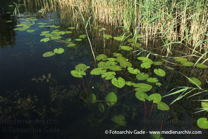 Teichrosen (Nuphar)
7. 7. 2010. Mecklenburg-Vorpommern. Carwitz. Flora. Pflanzen. Wasserpflanzen. Teichrosen
Schlüsselwörter: 2010;Carwitz;Feldberger Seenlandschaft;Flora;Mecklenburg-Vorpommern;Natur;Nuphar;Pflanzen;plants;Seerosen;Seerosengewächs;Teichrosen;Wasserpflanzen