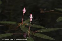 Dateiname=Flora-WF-Knoeterich-20060624-12.jpg
Dateigröße=92KB
Abmessungen: 720x480
hinzugefügt am: 01. April 2014 Flora-WF-Knoeterich-20060624-12.jpg