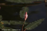 Dateiname=Flora-WF-Knoeterich-20060624-14.jpg
Dateigröße=79KB
Abmessungen: 720x480
hinzugefügt am: 01. April 2014 Flora-WF-Knoeterich-20060624-14.jpg