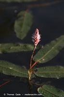 Dateiname=Flora-WF-Knoeterich-20060624-15.jpg
Dateigröße=93KB
Abmessungen: 480x720
hinzugefügt am: 01. April 2014 Flora-WF-Knoeterich-20060624-15.jpg
