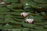 Dateiname=Flora-WF-Seerosen-20090719-089.jpg
Dateigröße=144KB
Abmessungen: 720x481
hinzugefügt am: 01. April 2014 Flora-WF-Seerosen-20090719-089.jpg