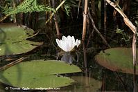 Dateiname=Flora-WF-Seerosen-20100701-50.jpg
Dateigröße=175KB
Abmessungen: 720x481
hinzugefügt am: 01. April 2014 Flora-WF-Seerosen-20100701-50.jpg