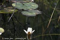 Dateiname=Flora-WF-Seerosen-20100701-51.jpg
Dateigröße=135KB
Abmessungen: 720x481
hinzugefügt am: 01. April 2014 Flora-WF-Seerosen-20100701-51.jpg