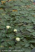 Dateiname=Flora-WF-Seerosen-20100908-88.jpg
Dateigröße=206KB
Abmessungen: 481x720
hinzugefügt am: 01. April 2014 Flora-WF-Seerosen-20100908-88.jpg