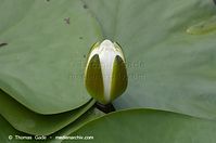 Dateiname=Flora-WF-Seerosen-20120623-516.jpg
Dateigröße=107KB
Abmessungen: 720x478
hinzugefügt am: 01. April 2014 Flora-WF-Seerosen-20120623-516.jpg