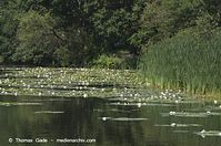 Dateiname=Flora-WF-Seerosen-20120704-45.jpg
Dateigröße=238KB
Abmessungen: 720x478
hinzugefügt am: 01. April 2014 Flora-WF-Seerosen-20120704-45.jpg
