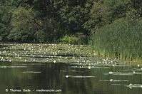 Flora-WF-Seerosen-20120704-45.jpg