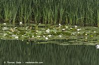 Dateiname=Flora-WF-Seerosen-20120704-46.jpg
Dateigröße=240KB
Abmessungen: 720x478
hinzugefügt am: 01. April 2014 Flora-WF-Seerosen-20120704-46.jpg
