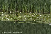 Flora-WF-Seerosen-20120704-46.jpg