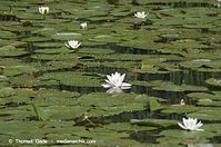 Dateiname=Flora-WF-Seerosen-20120704-47.jpg
Dateigröße=197KB
Abmessungen: 720x478
hinzugefügt am: 01. April 2014 Flora-WF-Seerosen-20120704-47.jpg