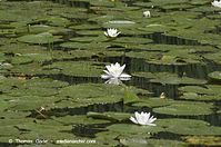 Dateiname=Flora-WF-Seerosen-20120704-48.jpg
Dateigröße=195KB
Abmessungen: 720x478
hinzugefügt am: 01. April 2014 Flora-WF-Seerosen-20120704-48.jpg