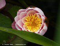 Dateiname=Flora-WF-Seerosen-20120715-167.jpg
Dateigröße=136KB
Abmessungen: 720x550
hinzugefügt am: 01. April 2014 Flora-WF-Seerosen-20120715-167.jpg