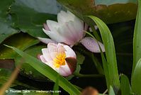 Dateiname=Flora-WF-Seerosen-20120715-168.jpg
Dateigröße=147KB
Abmessungen: 720x485
hinzugefügt am: 01. April 2014 Flora-WF-Seerosen-20120715-168.jpg