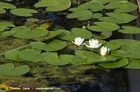 Dateiname=Flora-WF-Seerosen-20120715-244.jpg
Dateigröße=197KB
Abmessungen: 720x478
hinzugefügt am: 01. April 2014 Flora-WF-Seerosen-20120715-244.jpg