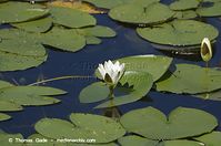 Dateiname=Flora-WF-Seerosen-20130706-100.jpg
Dateigröße=140KB
Abmessungen: 720x478
hinzugefügt am: 01. April 2014 Flora-WF-Seerosen-20130706-100.jpg