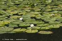 Flora-WF-Seerosen-20130806-107.jpg