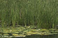 Flora-WF-Seerosen-20130806-108.jpg