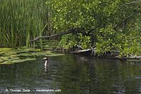 Flora-WF-Seerosen-20130806-109.jpg