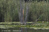 Flora-WF-Seerosen-20130806-112.jpg