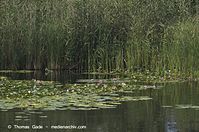 Flora-WF-Seerosen-20130806-113.jpg