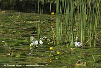 Flora-WF-Seerosen-20130824-163.jpg