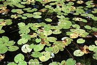 Flora-WF-Teichrosen-200108-05.jpg