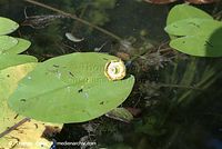 Flora-WF-Teichrosen-200108-06.jpg