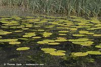 Flora-WF-Teichrosen-20050620-15.jpg