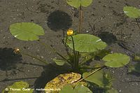 Flora-WF-Teichrosen-20050620-16.jpg