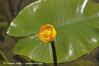 Flora-WF-Teichrosen-20050620-17.jpg