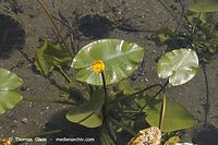 Flora-WF-Teichrosen-20050620-18.jpg