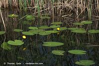Dateiname=Flora-WF-Teichrosen-20100701-49.jpg
Dateigröße=247KB
Abmessungen: 720x481
hinzugefügt am: 01. April 2014 Flora-WF-Teichrosen-20100701-49.jpg