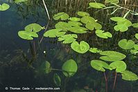 Dateiname=Flora-WF-Teichrosen-20100707-160.jpg
Dateigröße=224KB
Abmessungen: 720x481
hinzugefügt am: 01. April 2014 Flora-WF-Teichrosen-20100707-160.jpg