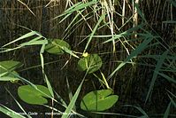 Dateiname=Flora-WF-Teichrosen-20100707-161.jpg
Dateigröße=249KB
Abmessungen: 720x481
hinzugefügt am: 01. April 2014 Flora-WF-Teichrosen-20100707-161.jpg
