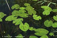 Dateiname=Flora-WF-Teichrosen-20100707-162.jpg
Dateigröße=219KB
Abmessungen: 720x481
hinzugefügt am: 01. April 2014 Flora-WF-Teichrosen-20100707-162.jpg