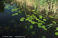 Dateiname=Flora-WF-Teichrosen-20100707-163.jpg
Dateigröße=241KB
Abmessungen: 720x481
hinzugefügt am: 01. April 2014 Flora-WF-Teichrosen-20100707-163.jpg