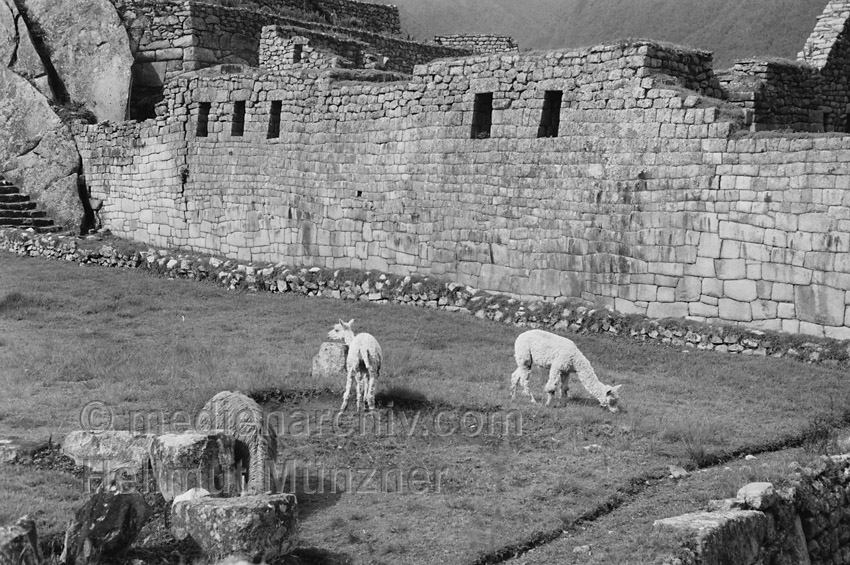 1964. Peru. Machu Picchu in den Anden. Lama
1964. Peru. Machu Picchu in den Anden. Berge. Kordilleren. Lamas
Schlüsselwörter: 1964;Anden;Berge;Fauna;Kordilleren;Lama;Lateinamerika;Machu Picchu;Peru;Südamerika;Tier