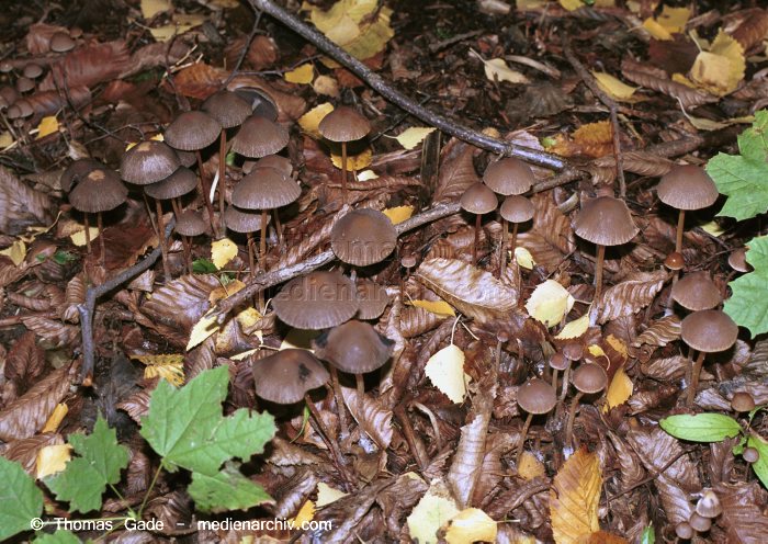 Blätterpilz (Agaricales)
Oktober 2001. Deutschland. Berlin. Fungi. Pilze. Ordnung: Blätterpilz (Agaricales).
Schlüsselwörter: 2001;Caprinus disseminatus;Deutschland;Fungi;Pilz;Pilze;Tintling;Wald