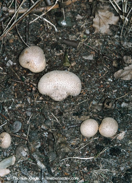 Dickschaliger Kartoffelbovist (Scleroderma  citrina)
Dickschaliger Kartoffelbovist (Scleroderma citrina). Familie: Kartoffelboviste und Verwandte (Sclerodermataceae).
Schlüsselwörter: Fungi;Pilze;Wald