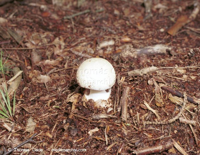 Gelber Knollenblätterpilz (Amanita citrina)
Oktober 2001. Deutschland. Brandenburg. Fungi. Pilze. Gelber Knollenblätterpilz (Amanita citrina). Familie: Wulstlingsartige (Amanitaceae).
Schlüsselwörter: 2001;Brandenburg;Deutschland;Flora;Fungi;Pilze;Rötender Champignon;Wald