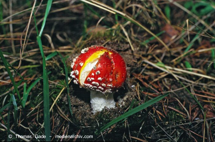 Fliegenpilz [Amanita muscaria]
Oktober 1994. Deutschland. Fungi. Pilze. Fliegenpilz [Amanita muscaria]. Familie: Wulstlingsartige (Amanitaceae). 
Giftig. Vorkommen: in Nadel- und Laubwald, bei Fichten oder Birken. Erscheint von Juli bis November.
Schlüsselwörter: 1994;Fliegenpilz;Flora;Fungi;Pilz;Pilze;Wald