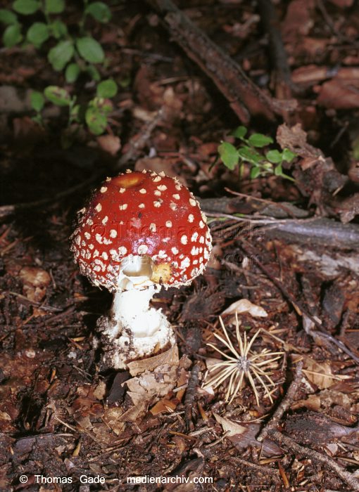 Fliegenpilz (Amanita muscaria)
November 2001. Deutschland. Brandenburg.  Fungi. Pilze. Fliegenpilz (Amanita muscaria). Familie: Wulstlingsartige (Amanitaceae). Hutgrösse: 5-15 cm. Giftig. Vorkommen: Im Nadel- und Laubwald, bei Fichten oder Birken. Erscheinen von Juli bis November.
Schlüsselwörter: 2001;Brandenburg;Deutschland;Flora;Fungi;Giftig;Pilz;Pilze;Wald