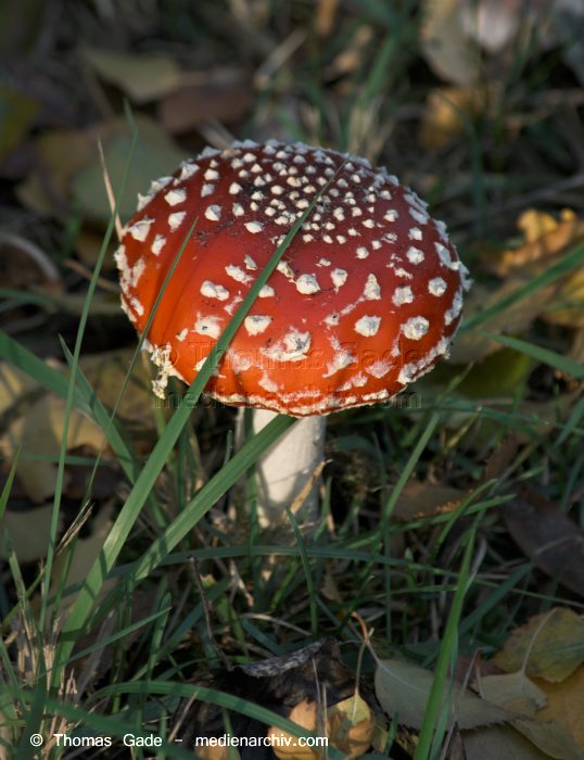 2009. Brandenburg. Rhinluch. Linum. Fliegenpilz
31. 10. 2009. Brandenburg. Rhinluch. Linum. Fungi. Pilze. Fliegenpilze.
Schlüsselwörter: 2009;Brandenburg;Fliegenpilze;Fungi;Linum;Pilze;Rhinluch;Wald
