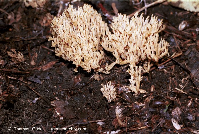 Koralle (Clavulina spec.)
Oktober 2001. Deutschland. Brandenburg. Tangersdorf. Fungi. Pilze. Koralle (Clavulina spec.). Familie: Korallenpilzartige (Clavulinaceae).
Schlüsselwörter: 2001;Clavulinacinerea;Deutschland;Flora;Fungi;Graue Koralle;Pilz;Pilze;Wald