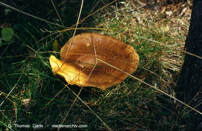 Oktober 1994. Deutschland. Fungi. Pilze. Familie: Kremplingsartige (Paxillaceae). Krempling (Paxillus)?
Schlüsselwörter: 1994;Deutschland;Flora;Fungi;Pilz;Pilze;Wald;Xerocomus badius